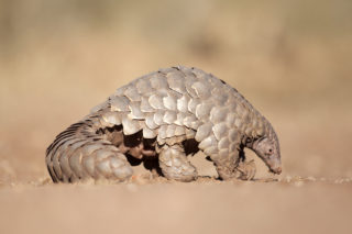 Pangolin si coronavirus