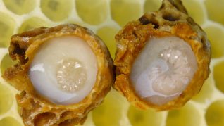 Laptisorul de matca