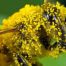 Propolis