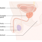 Pozitia anatomica a prostatei
