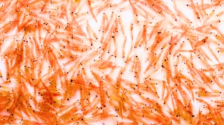 uleiul de krill