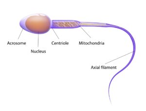 Spermie, spermograma,