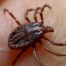 Muscatura de capusa