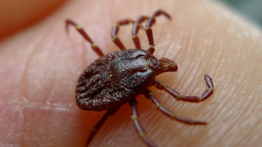 Muscatura de capusa
