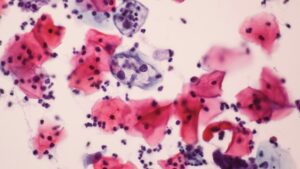 Celule modificate