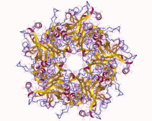 HPV 11