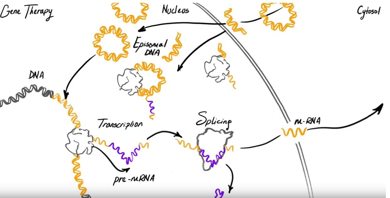 mRNA, ARN,